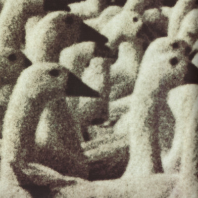 Image of Sonja Zelic