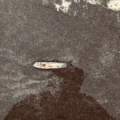 Image of Phyllis McGowan